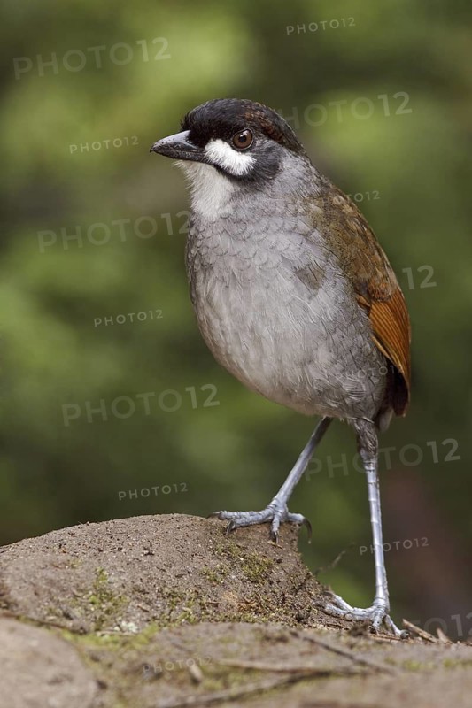 Jocotoco Antpitta (Grallaria ridgelyi), Ecuador