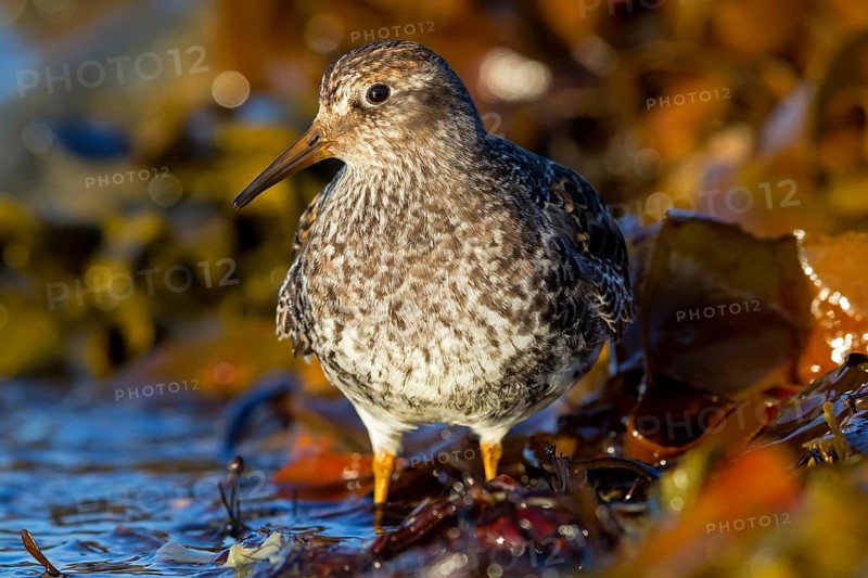 Purple Sandpiper, (Calidris maritima), Animals, Birds, Waders, Varanger, Finnmark, Norway