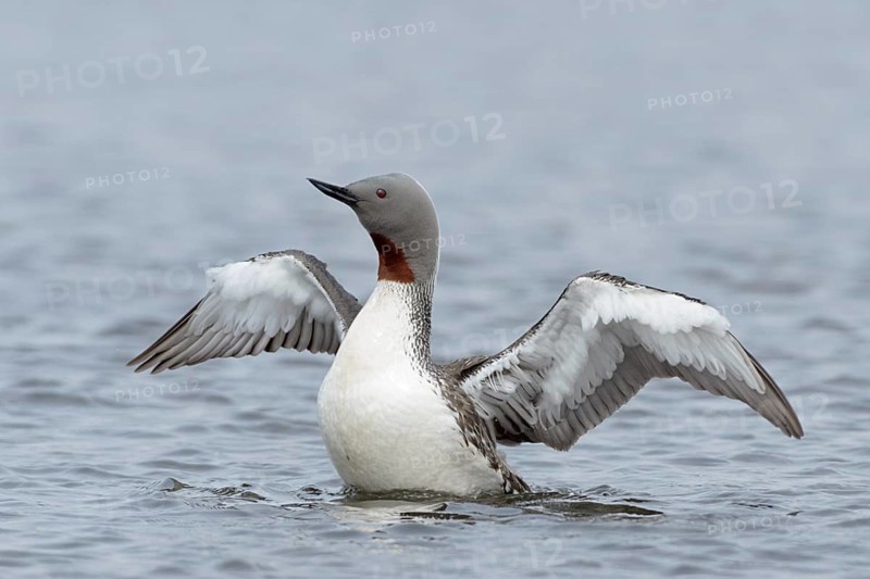 Red-throated Loon (Gavia stellata) flapping, Vesturland, Iceland