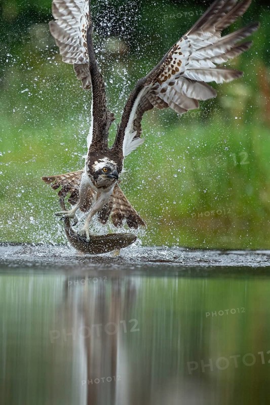 Western osprey (Pandion haliaetus) hunting with a trout, Aviemore, Scotland, Great Britain