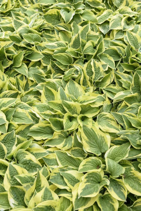 Funkia (Hosta 'Wide Brim'), Rhodo 2014, Bad Zwischenahn, Lower Saxony, Germany