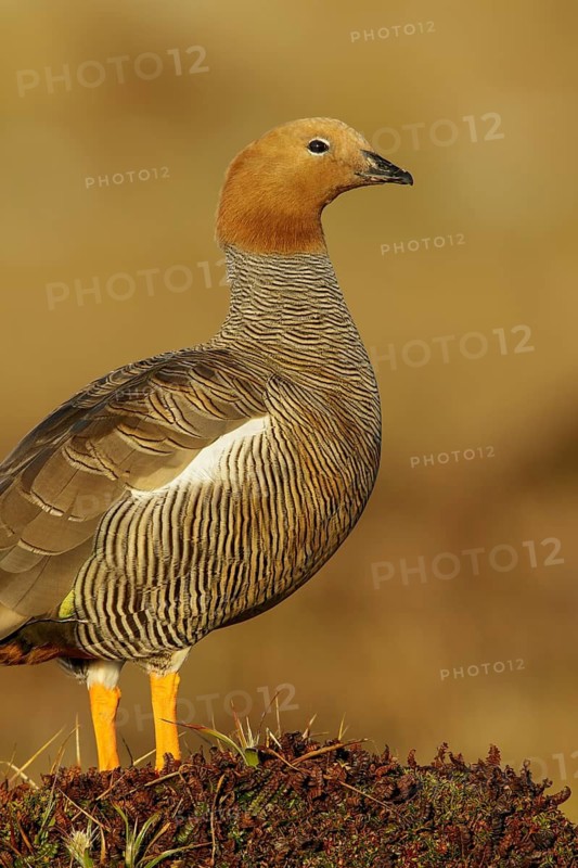 Ruddy-headed Goose (Chloephaga rubidiceps) perched on the ground in the Falkland Islands