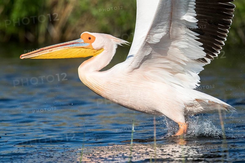 Great White Pelican (Pelecanus onocrotalus), Romania