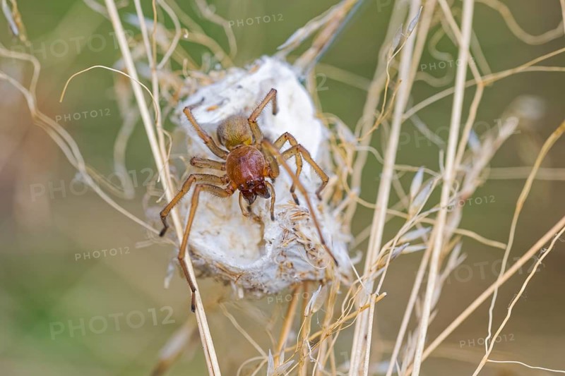 Female nurse's thorn finger, Cheiracanthium punctorium, female Yellow sac spider, Saxony-Anhalt, Germany