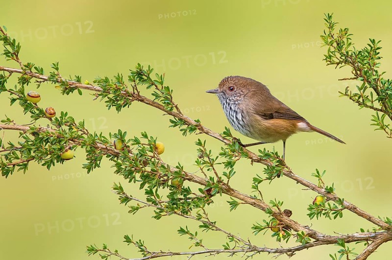 Brown Thornbill (Acanthiza pusilla), Victoria, Australia