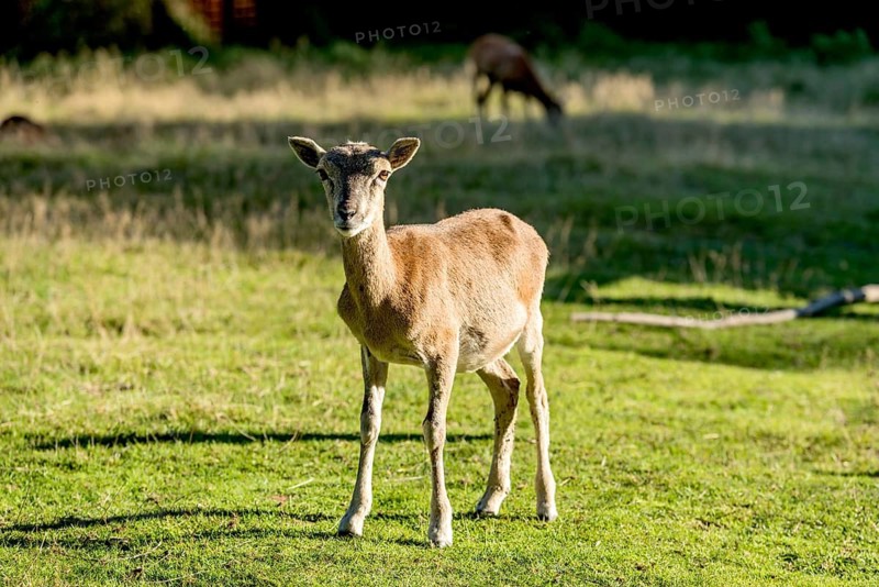 European mouflon (Ovis gmelini musimon), mouflon deer, female standing in a meadow in the evening light, Poing Wildlife Park, Upper Bavaria, Bavaria, Germany