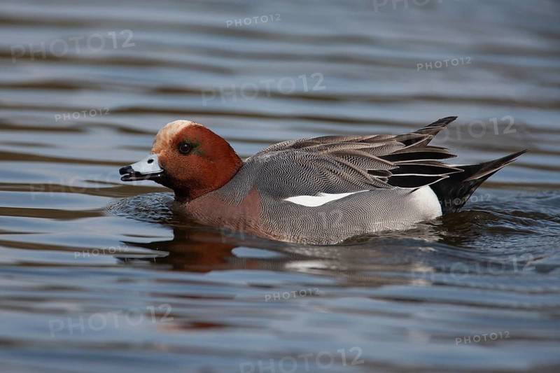Eurasian wigeon duck (Mareca penelope) adult male bird on a lake, Norfolk, England, United Kingdom