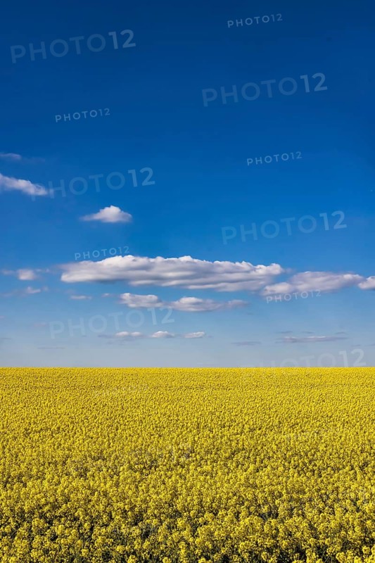 Rape field in bloom against a blue sky with clouds. Landscape near Dornstadt Baden-Württemberg, Germany