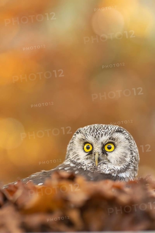 Boreal Owl (Aegolius funereus) captive, Germany