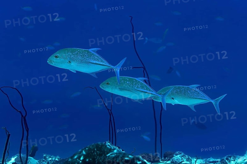 A group of bluefin trevally gracefully swimming amidst the vibrant marine life in the deep blue waters of the Maldives, showcasing the region's rich biodiversity