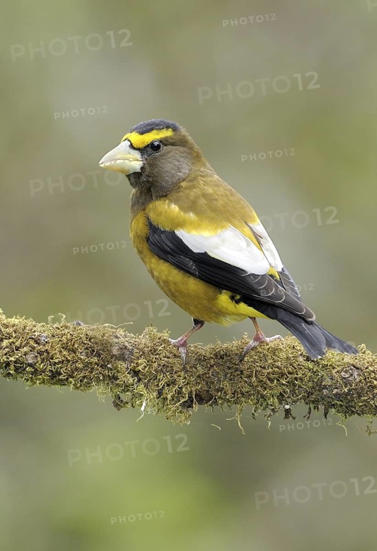 Evening Grosbeak (Hesperiphona vespertina) male, Canada
