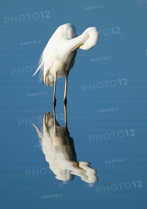 Great Egret (Ardea alba) during plumage care standing in the shallow water zone of a lake, blue water, Lower Saxony, Germany