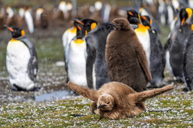 King penguin (Aptenodytes patagonicus), juvenile with brown downy plumage lying on the ground with wings outstretched, colony of adults behind, Volunteer Point, Falkland Islands