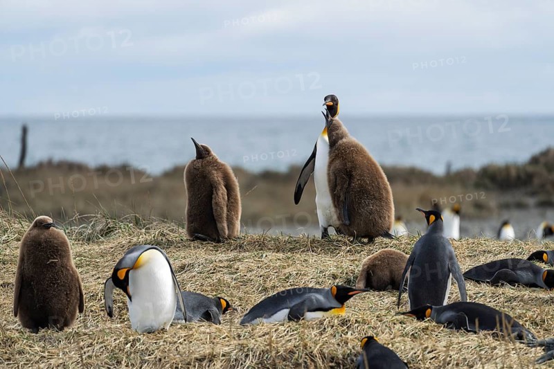 King penguins (Aptenodytes patagonicus), group of adults and juveniles in brown haze plumage, colony on grassy area on the coast, Parque Pingüino Rey, Bahía Inútil, Tierra del Fuego, Chile