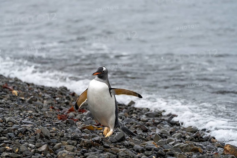 Gentoo penguin (Pygoscelis papua) walking with spread flippers on a pebble beach on the shore, South Georgia, South Atlantic