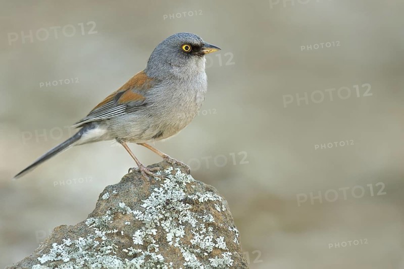 Yellow-eyed Junco (Junco phaeonotus) perched on a rock in southern Arizona, USA