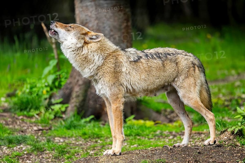 Eurasian wolf (Canis lupus lupus) in a forest, Austria