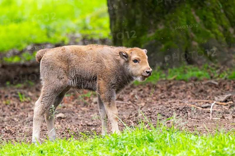 European bison (Bison bonasus) youngster on a meadow in summer, Bavarian Forest, Germany
