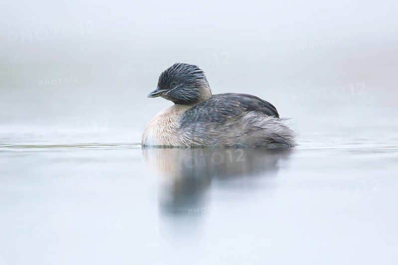 Hoary-headed Grebe (Poliocephalus poliocephalus), Victoria, Australia