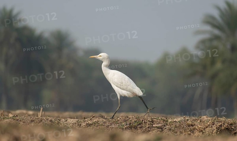 A Elegant Little Egret (Egretta garzetta), Sreepur, Gazipur, Bangladesh