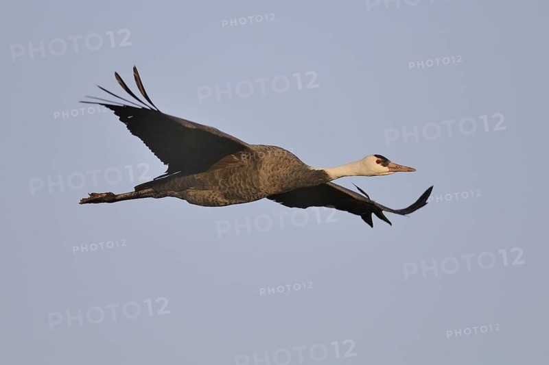 Hooded Crane (Grus monacha) flying, Arasaki, Japan