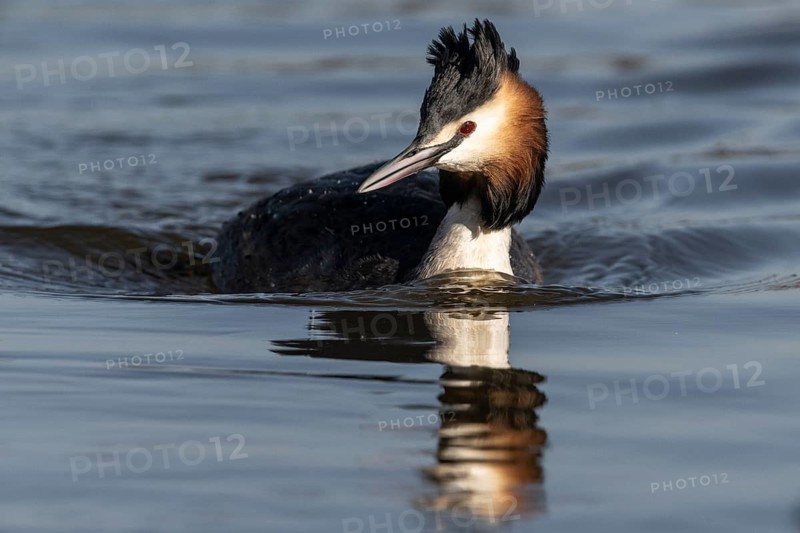 Great Crested Grebe (Podiceps cristatus), Emsland, Lower Saxony, Germany