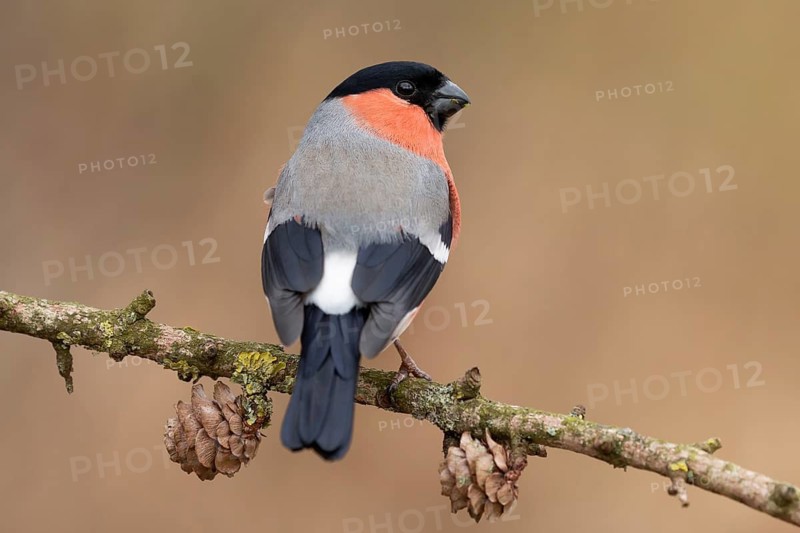 Eurasian Bullfinch (Pyrrhula pyrrhula) male perched on a branch, Lower Saxony, Germany