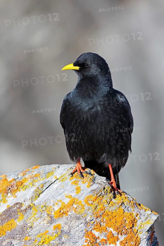 Alpine Chough (Pyrrhocorax graculus), Valais, Switzerland