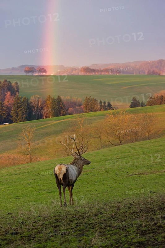 An Altai maral stag, Altai wapiti or Altai elk (Cervus canadensis sibiricus) stands in a meadow. A rainbow is above him