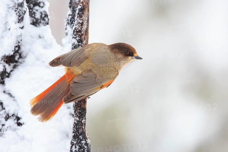 Siberian Jay (Perisoreus infaustus), Finland
