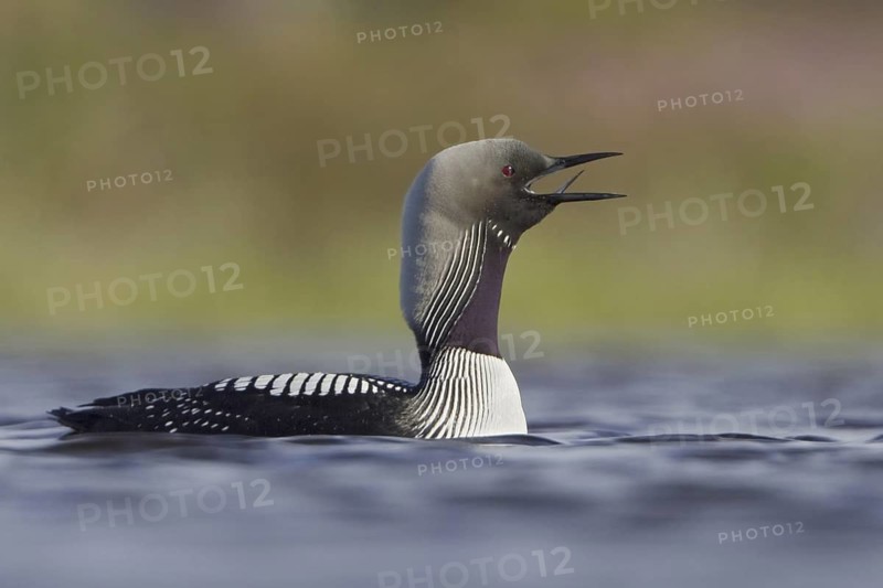 Pacific Loon (Gavia pacifica), Manitoba, Canada