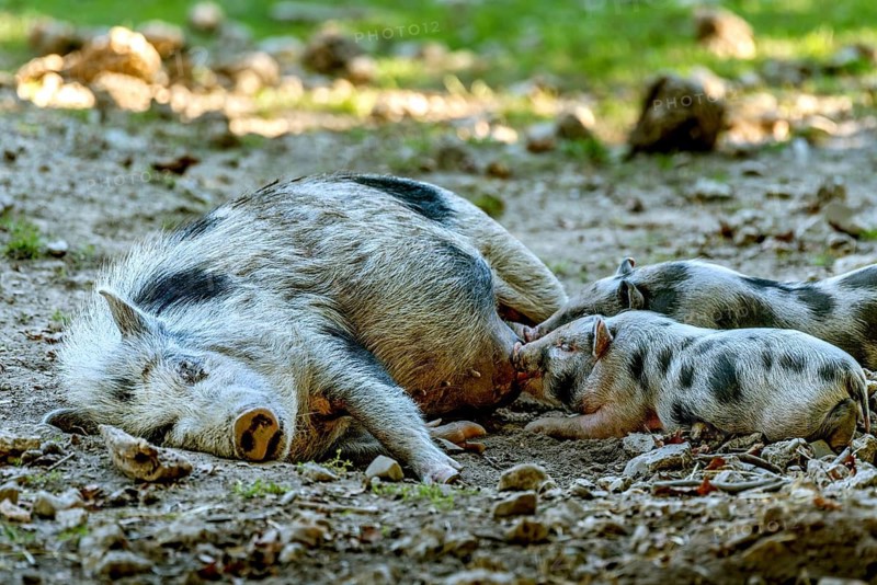Pot-bellied pig (Sus scrofa f. domestica), large mother, sow, suckling newborn young, piglets, in stony terrain, Poing Wildlife Park, Upper Bavaria, Bavaria, Germany
