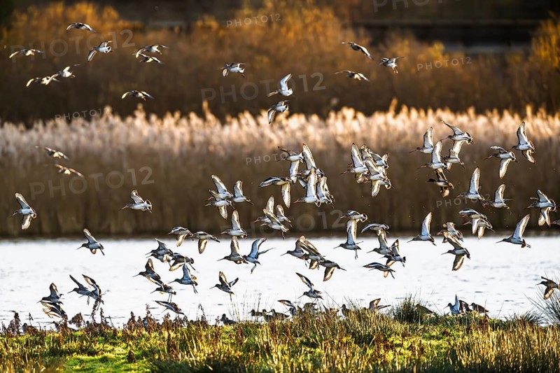 Black-tailed Godwits, Limosa limosa, birds in flight over marshes, Devon, England, United Kingdom