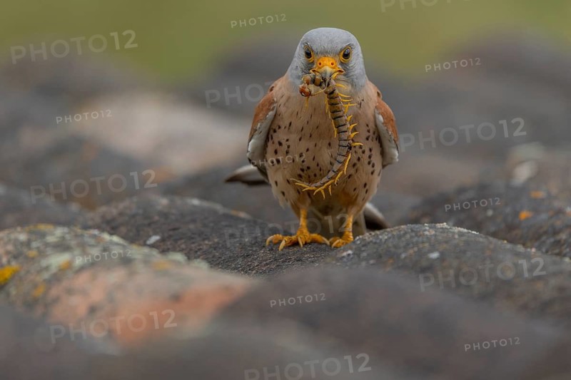 Lesser kestrel (Falco naumanni), male, with scolopender, Extremadura, Spain