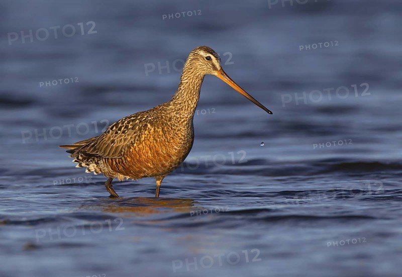 Canada, Manitoba, June, breeding male