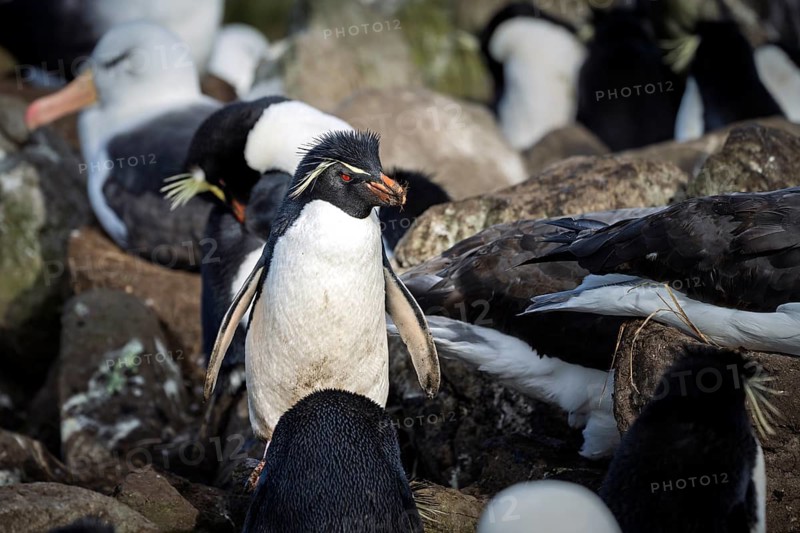 Rockhopper penguin (Eudyptes chrysocome) in a mixed breeding colony with black-browed albatrosses (Thalassarche melanophris), Saunders Island, Falkland Islands