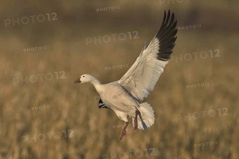 Snow Goose (Anser caerulescens), New Mexico, USA