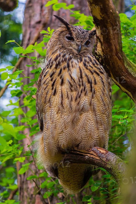 Portrait of an Eurasian Eagle Owl, Bubo bubo. Green vegetation in the background