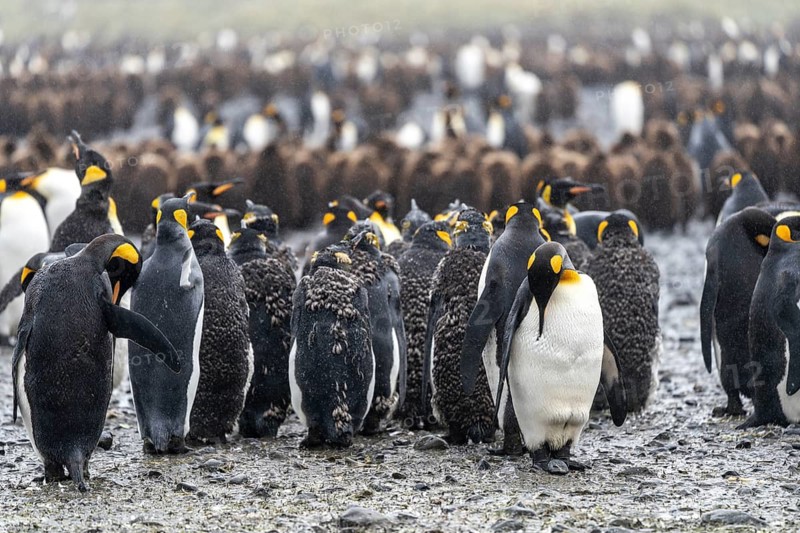 King penguins (Aptenodytes patagonicus), colony with moulting adults and chicks in the rain, Salisbury Plain, South Georgia