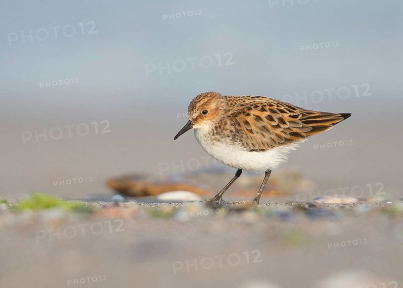 Little Stint (Calidris minuta) foraging, Bulgaria