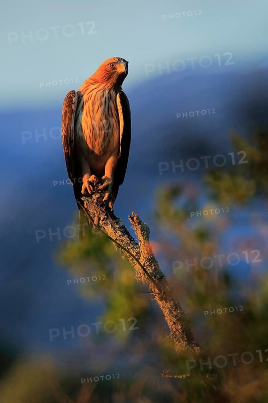 Booted Eagle (Hieraaetus pennatus) male, Andalusia, Spain