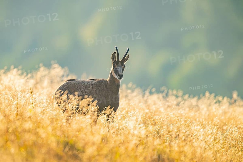 Chamois (Rupicapra rupicapra) on a meadow in the morning sun in the Vosges Mountains, wildlife, France
