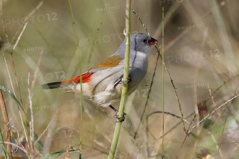 Green Astrild (Coccopygia melanotis), adult, female, on shrub, feeding, seeds, Kirstenbosch Botanical Gardens, Cape Town, South Africa