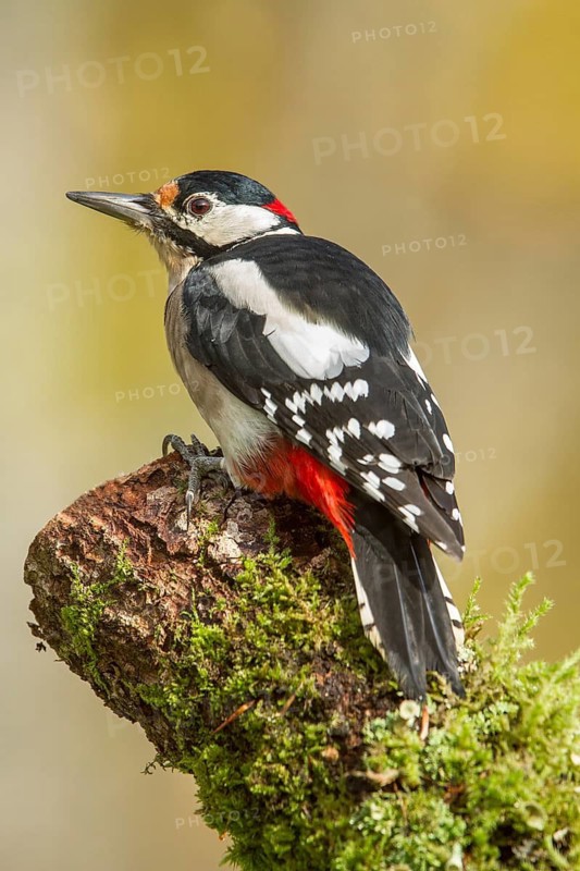 Great Spotted Woodpecker (Dendrocopos major), adult male on a tree, Castilla Leon, Spain