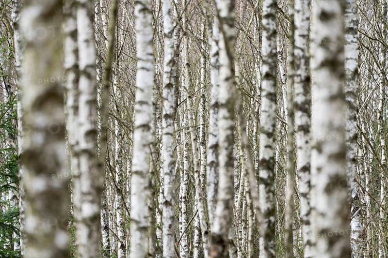 Birch forest as a natural burial grave site, Hofgeismar, Weser Uplands, Weserbergland, Hesse, Germany