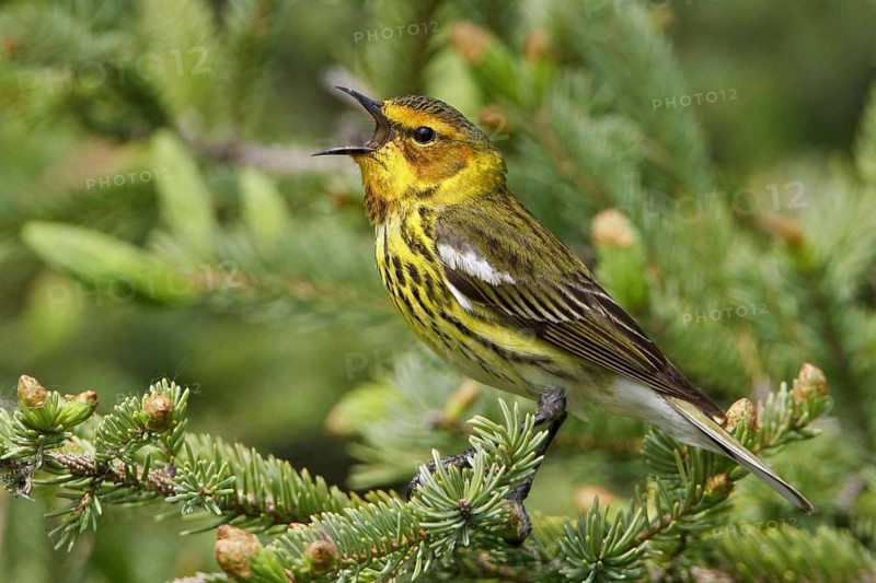 Cape May Warbler (Setophaga tigrina) singing, Manitoba, Canada