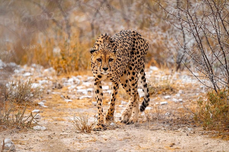 Cheetah (Acinonyx jubatus) runs in dry savanna, Etosha National Park, Namibia
