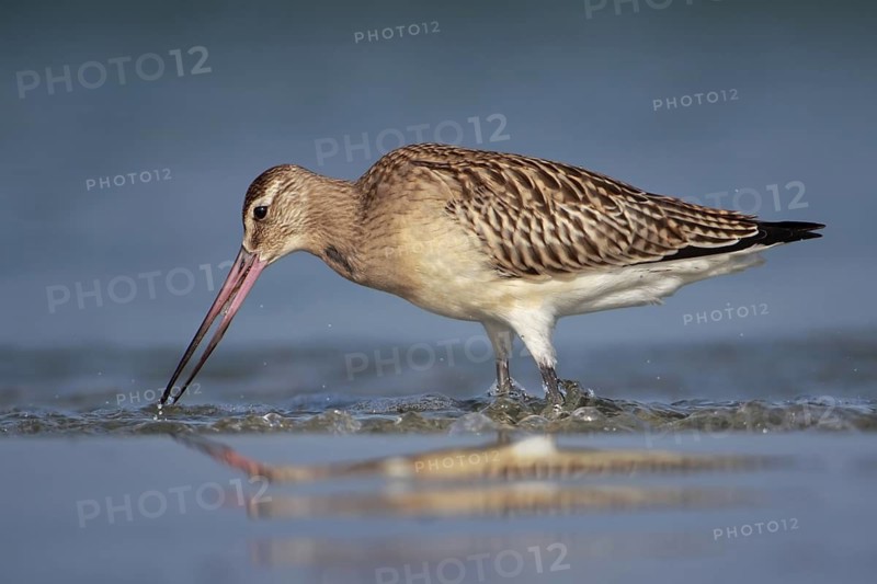 Bar-tailed Godwit (Limosa lapponica) foraging, Mecklenburg-Western Pomerania, Germany
