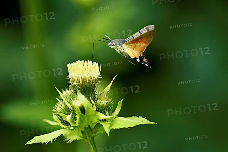 Dove's tail (Macroglossum stellatarum), flies on the flower of cabbage thistle (Cirsium oleraceum), Meienberg, Canton Aargau, Switzerland