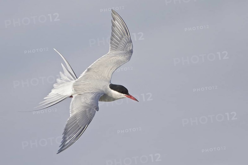 Arctic Tern (Sterna paradisaea) flying, Manitoba, Canada
